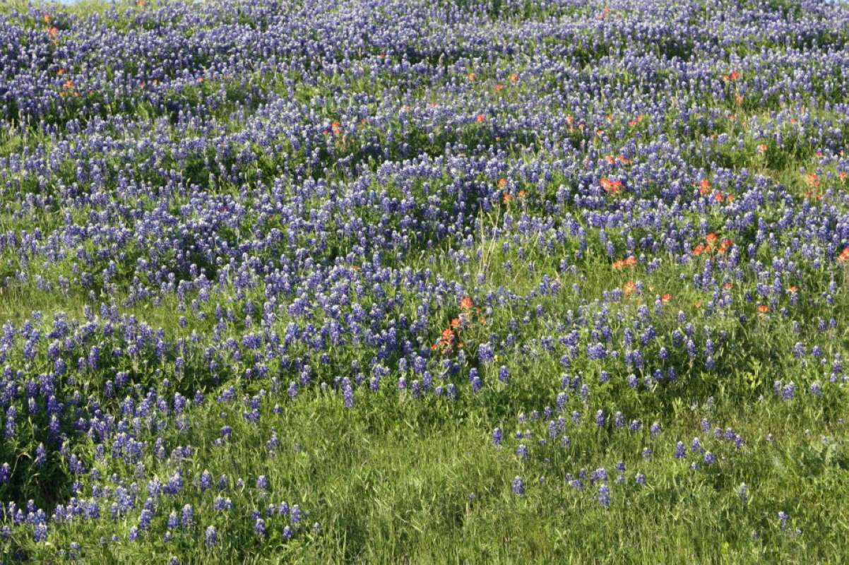 Habitat View<br>(Location of Picture: Azle, Tarrant Co, Texas, 2011)