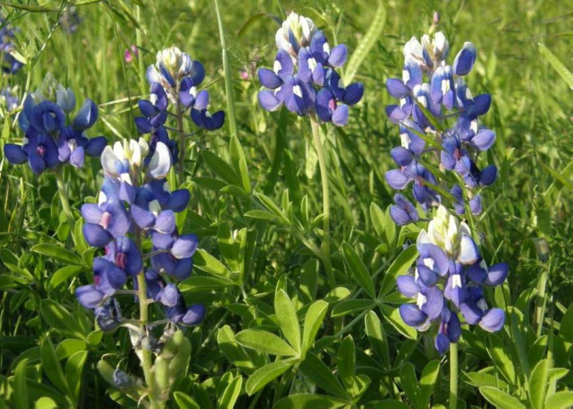 Top of Plants in Bloom<br>(Location of Picture: Azle, Tarrant Co, Texas, 2011)