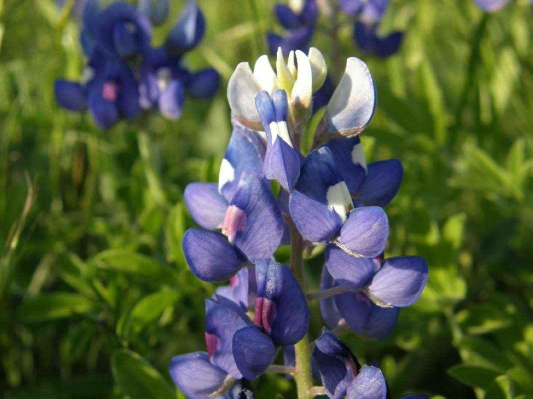 Flower Raceme<br>(Location of Picture: Azle, Tarrant Co, Texas, 2011)