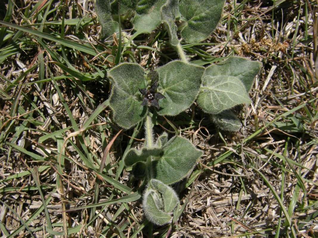 Stem and Leaves<br>(Location of Picture: Brownwood, Brown Co, Texas, 2011)