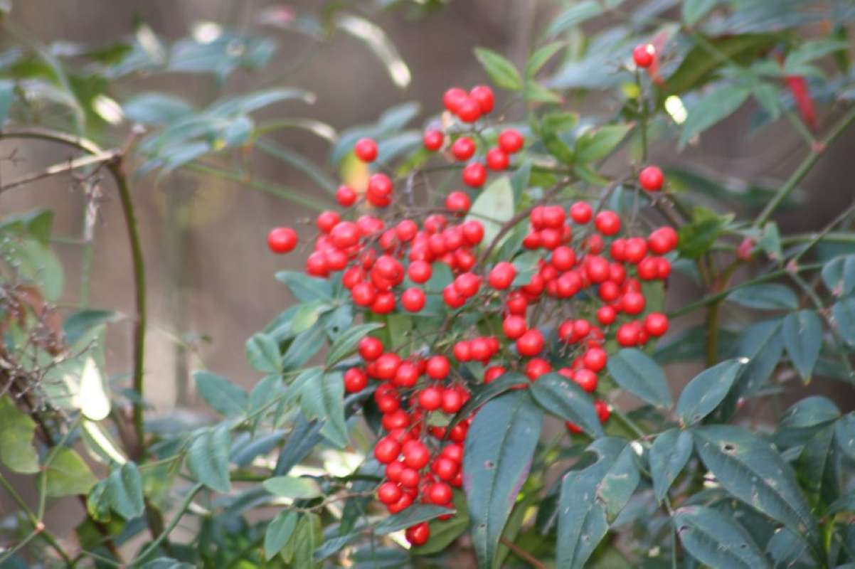 Fruits<br>(Location of Picture: Tarrant County, Texas, USA, 2011)