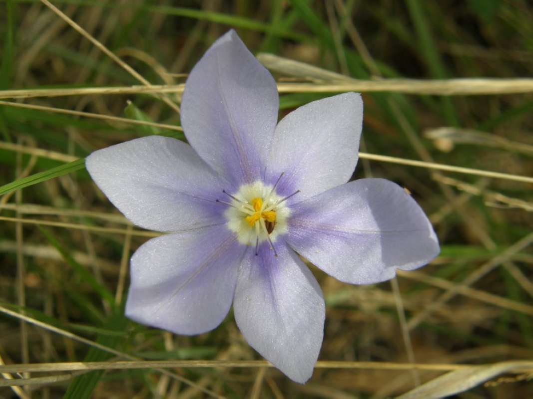Flower - Frontr View - Duplicate<br>(Location of Picture: NC, Tarrant Co, Texas, USA, 2011)