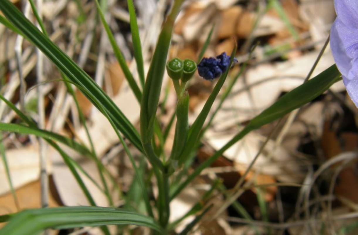 Leaf<br>(Location of Picture: NC, Tarrant Co, Texas, USA, 2011)