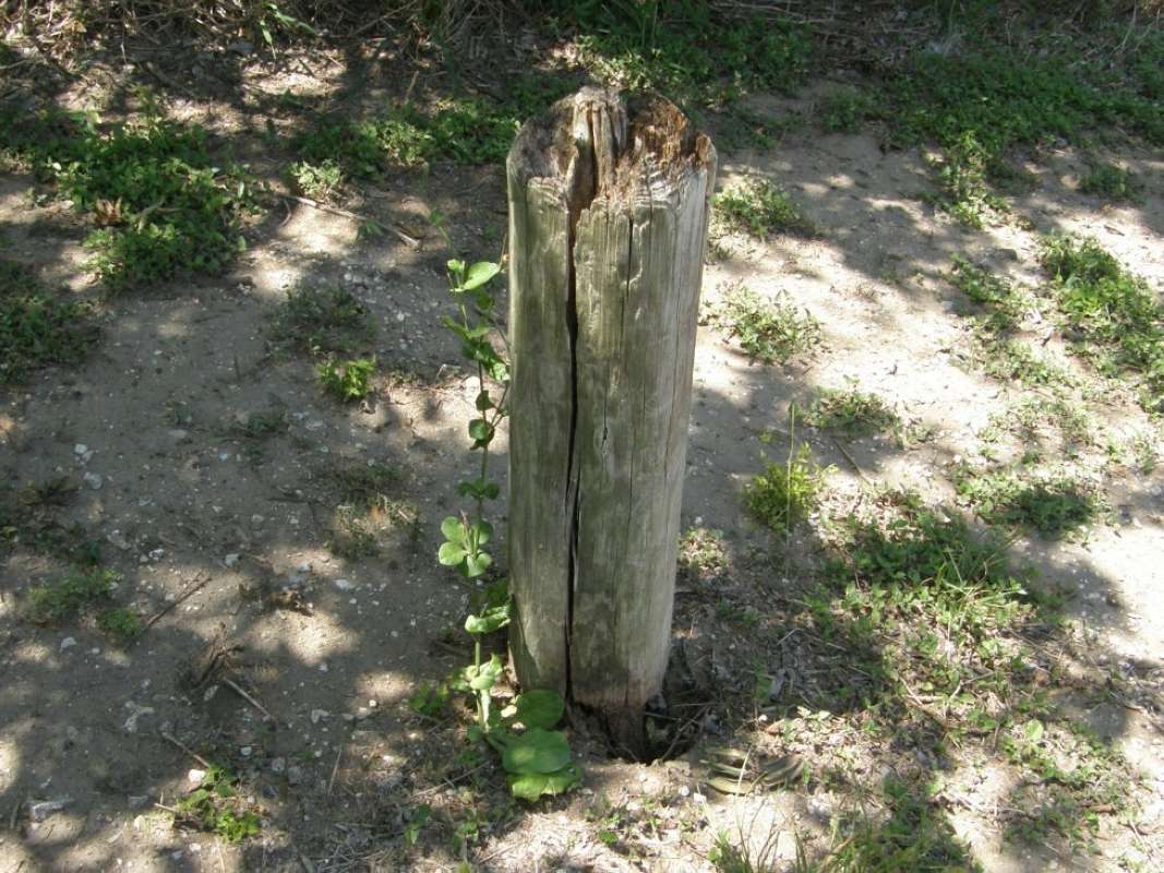 Habitat<br>(Location of Picture: Goliad SP, Goliad Co, Texas, 2011)
