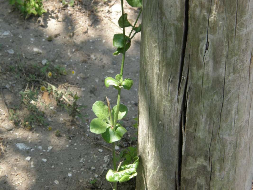 Leaves<br>(Location of Picture: Goliad SP, Goliad Co, Texas, 2011)