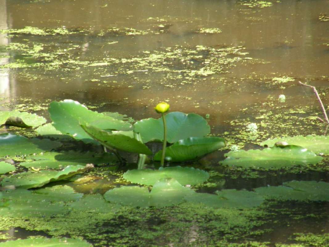 Habitat View<br>(Location of Picture: Caddo Lake, Marion Co, Tx, May 2010)