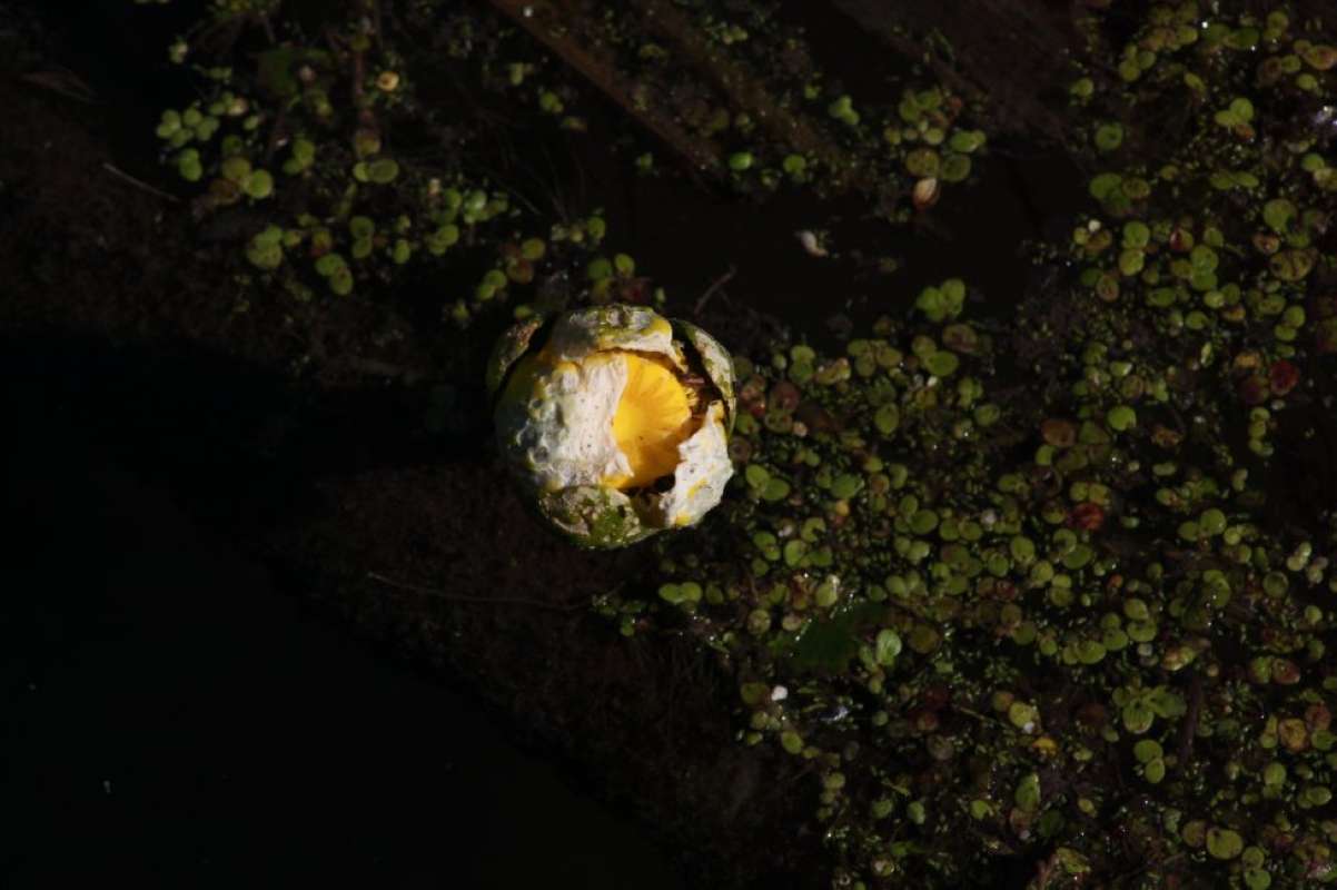 Post Bloom<br>(Location of Picture: San Marcos Aqua Center, Tx, 2011)