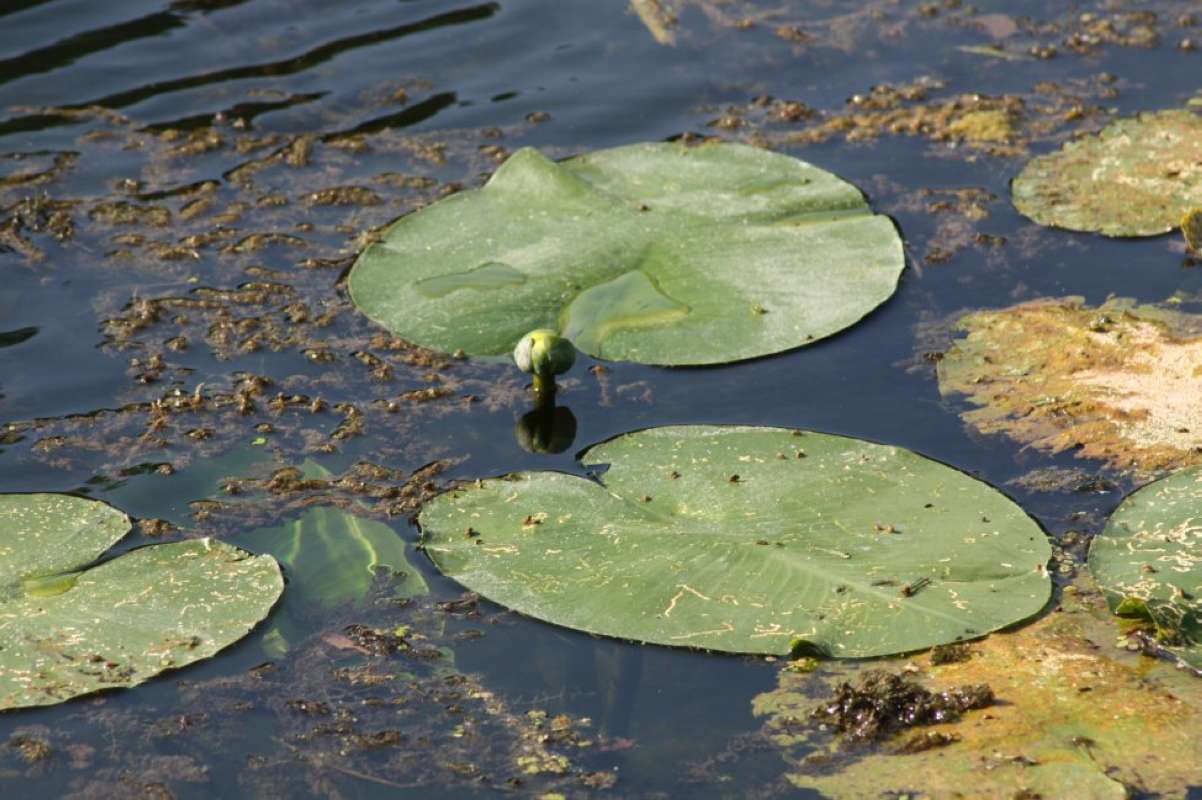 Habitat View #2<br>(Location of Picture: S Marcos Aqua Cntr, Tx,  May 2011)