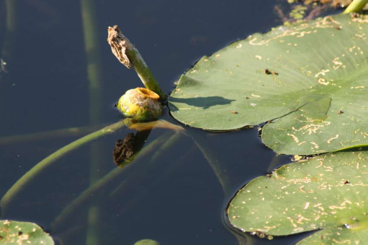 Post Bloom View #2<br>(Location of Picture: San Marcos Aqua Center, Tx, 2011)