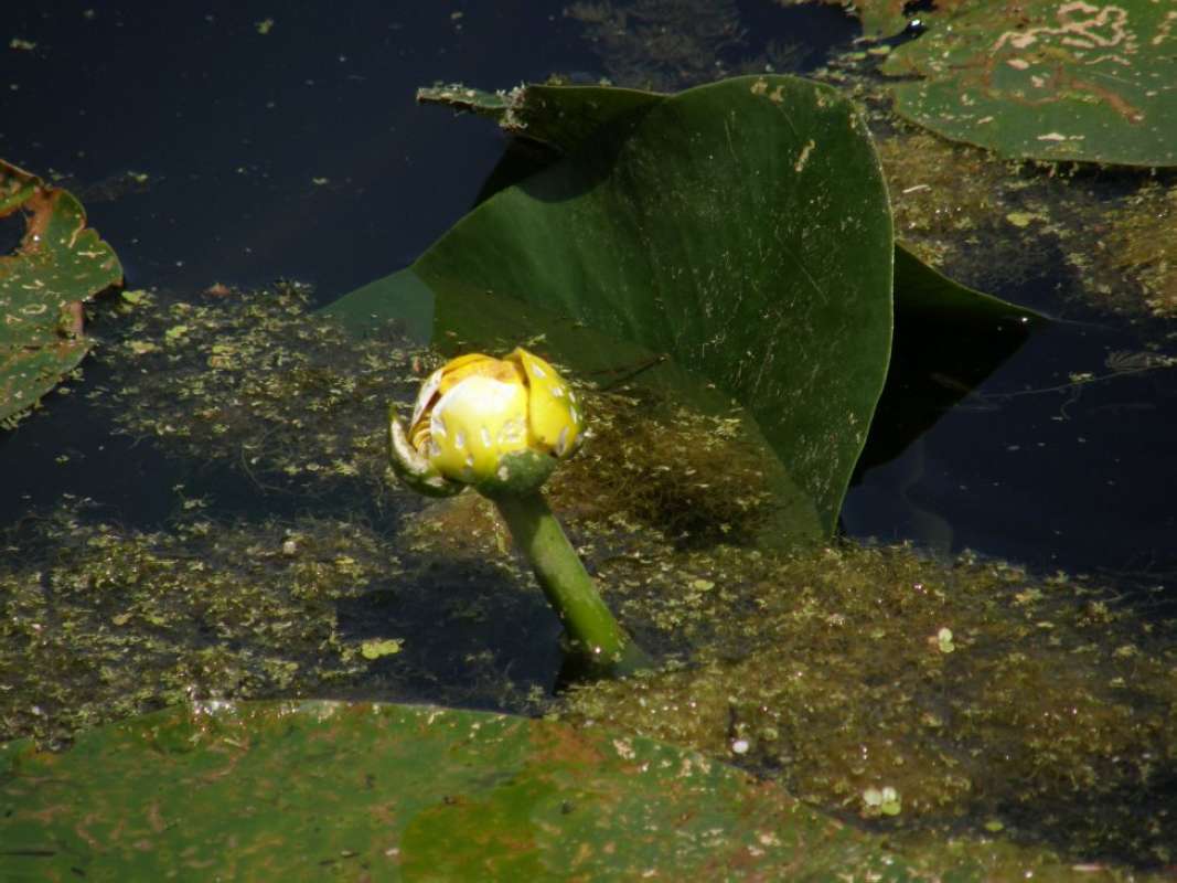 Flower<br>(Location of Picture: S Marcos Aqua Cntr, Tx,  May 2011)