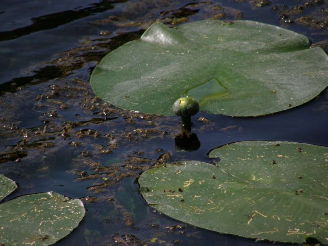 Habitat View #3<br>(Location of Picture: San Marcos Aqua Center, Tx, 2011)