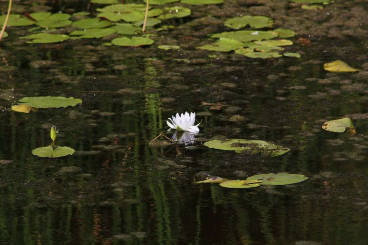 Habitat View<br>(Location of Picture: Aransas County, Texas, USA, 2011)