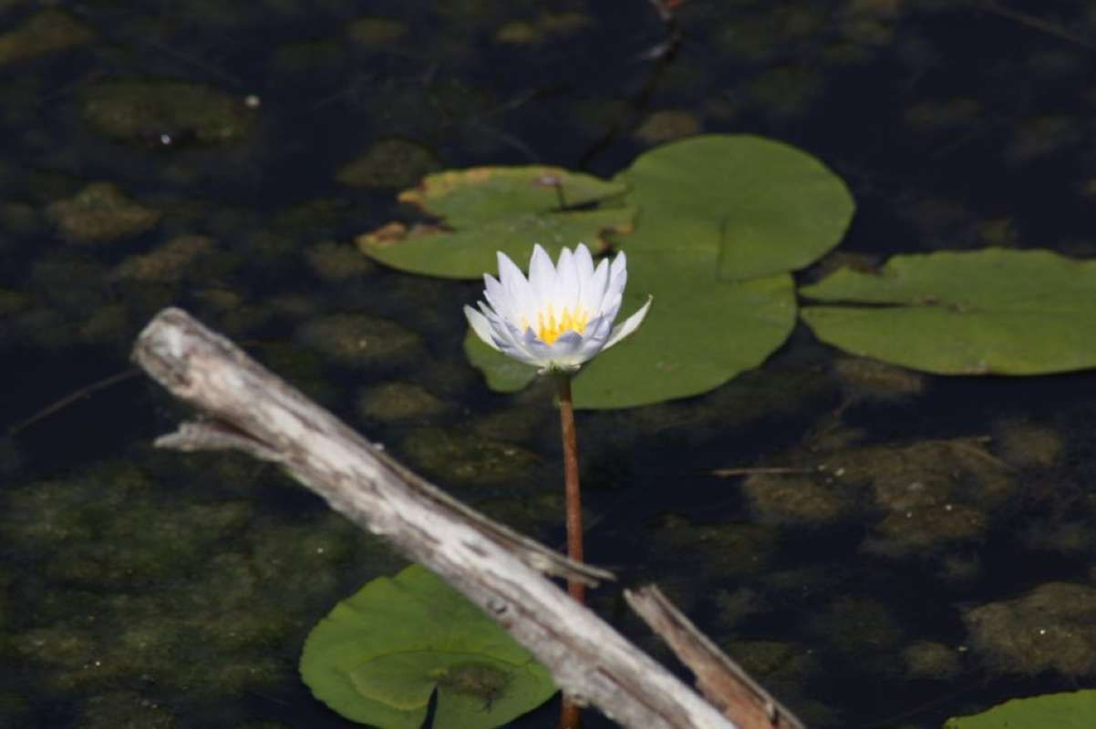Top of Plant in Bloom<br>(Location of Picture: Aransas County, Texas, USA, 2011)