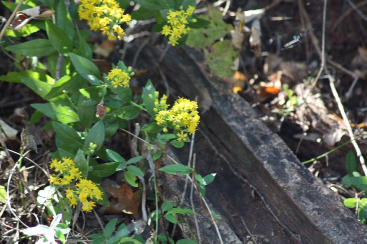 Habitt<br>(Location of Picture: Nature Center, Tarrant Co, Texas)