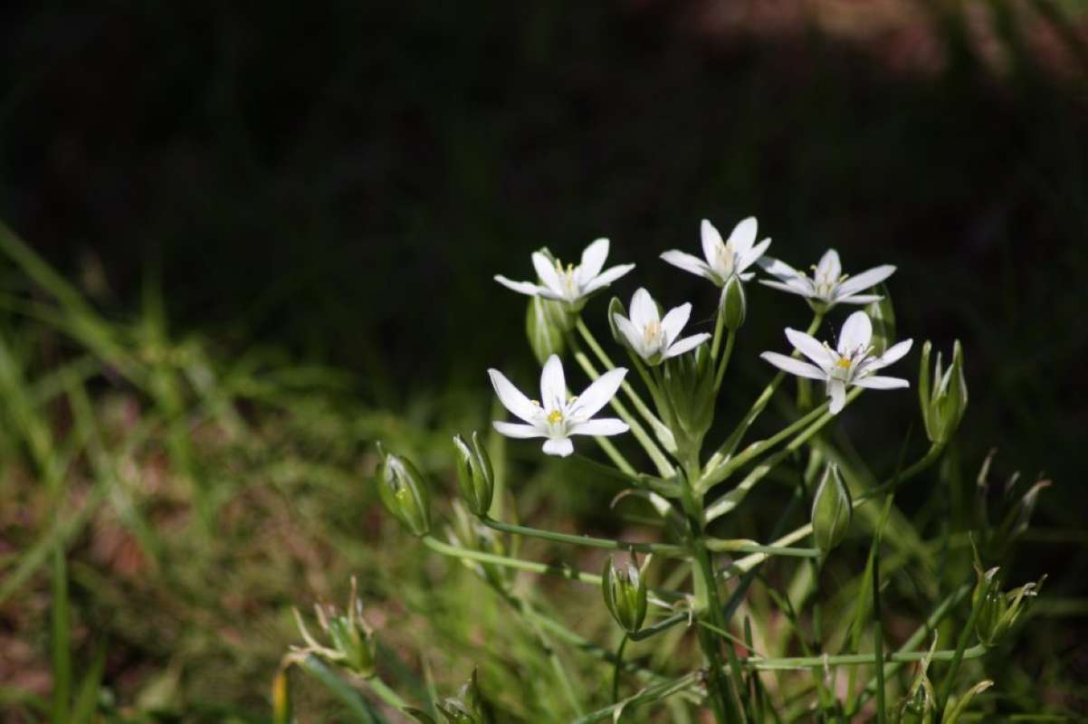 Umbel<br>(Location of Picture: Granbury, Sommerville Co, Texas)