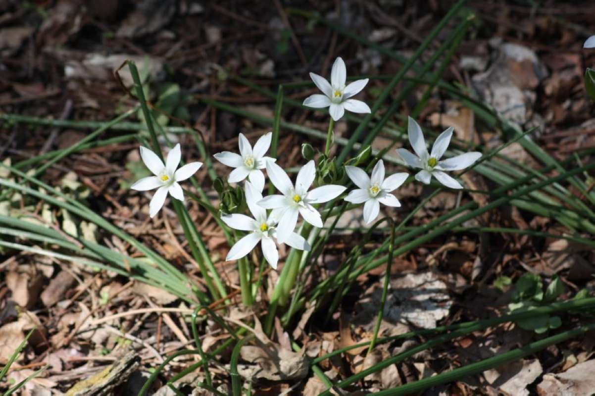 Garden - Habitat View<br>(Location of Picture: Granbury, Texas, USA, 2011)