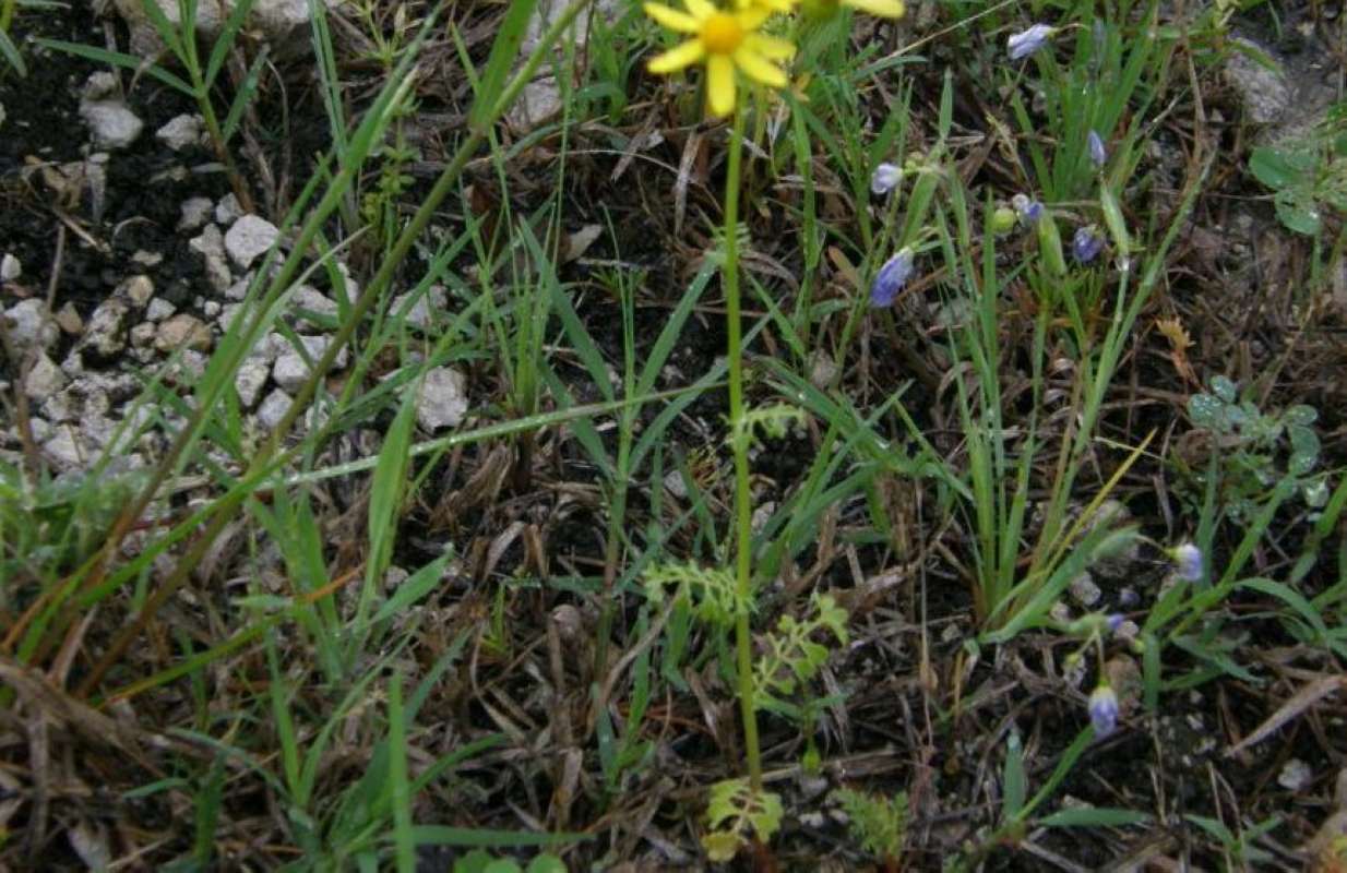 Stem Leaves<br>(Location of Picture: East Texas, 2011)