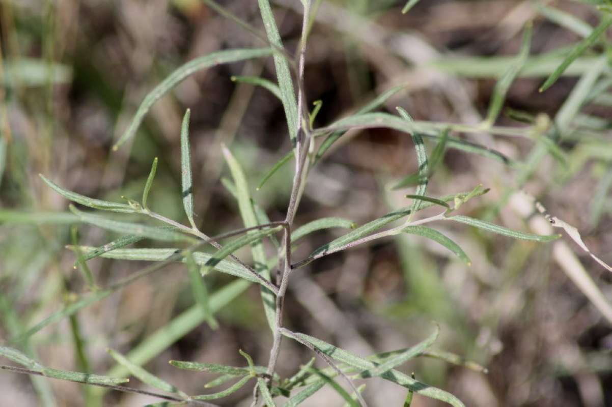 Stem<br>(Location of Picture: Tarrant, Parker Counties, Texas, 11)