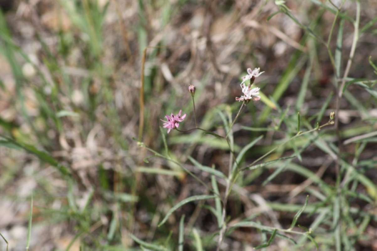 Top of Plant in Bloom<br>(Location of Picture: Tarrant, Parker Cos, Texas, 2011)
