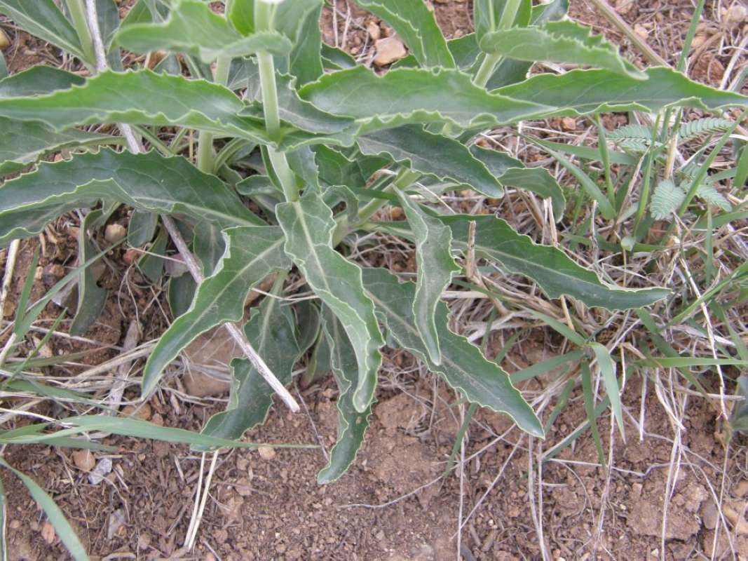 Leaves<br>(Location of Picture: Brownwood, Brown Co, Texas, 2011)