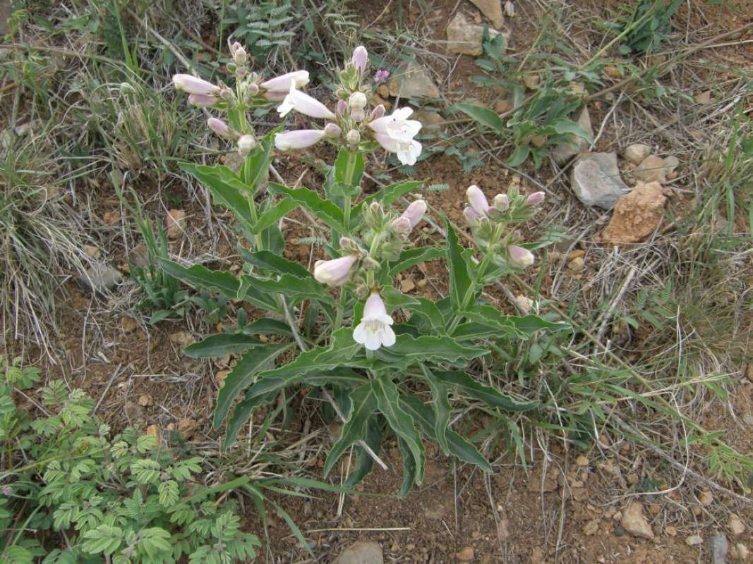 Habitat<br>(Location of Picture: Brownwood, Brown Co, Texas, 2011)