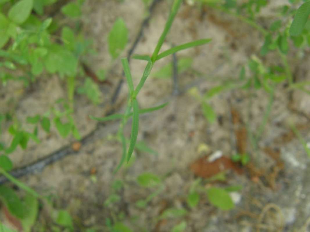 Leaves<br>(Location of Picture: Athens, Henderson Co, Texas, 2011)