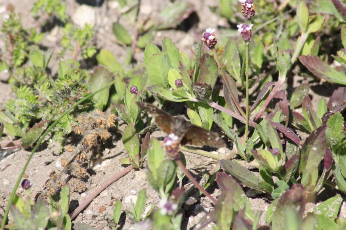 Top of Plant<br>(Location of Picture: Aransas Wildlife Refuge, Texas, '11)