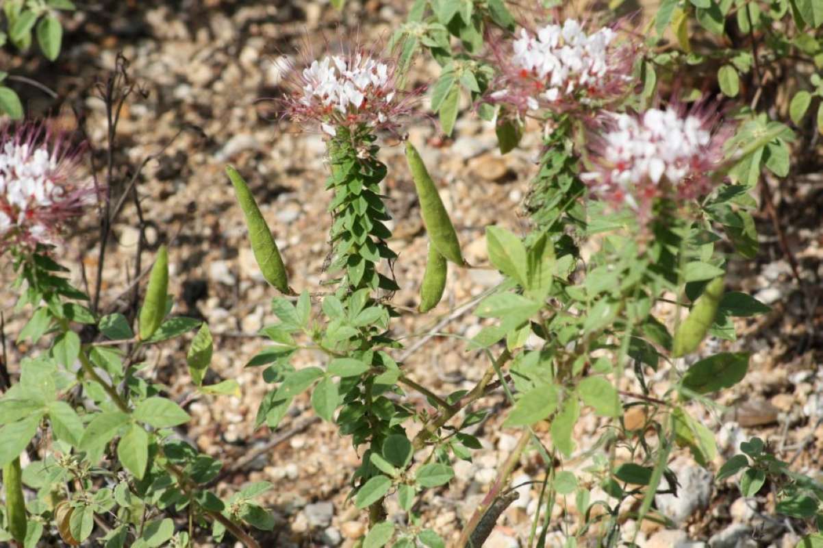 Fruits<br>(Location of Picture: NC, Tarrant Co, Texas, USA, 2011)
