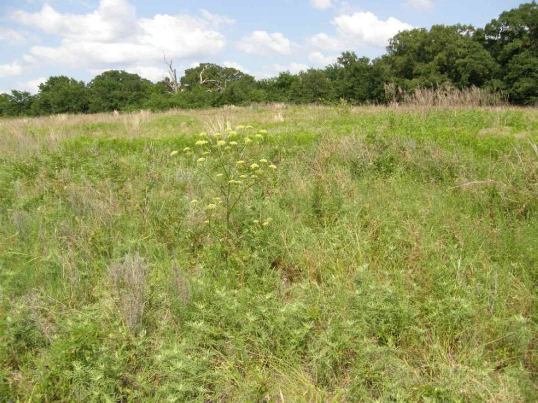 Habitat View<br>(Location of Picture: NE Texas, USA, 2011)
