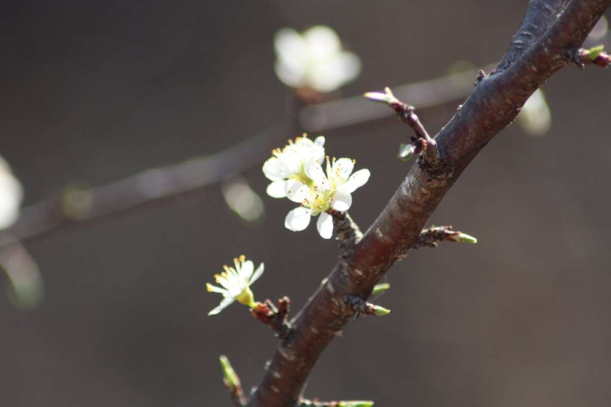 Twig-Branch<br>(Location of Picture: Nature Center, Tarran Co, Tex, 2011)