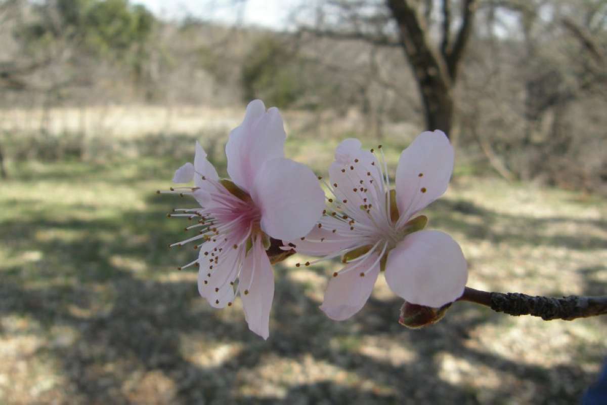 Flower - Side View<br>(Location of Picture: Eagle Mountain P, Tarrant, Texas)