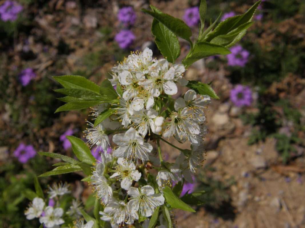 Top of Plant in Bloom<br>(Origin of the Specimen: Hill Country, Texas, USA, 2011)
