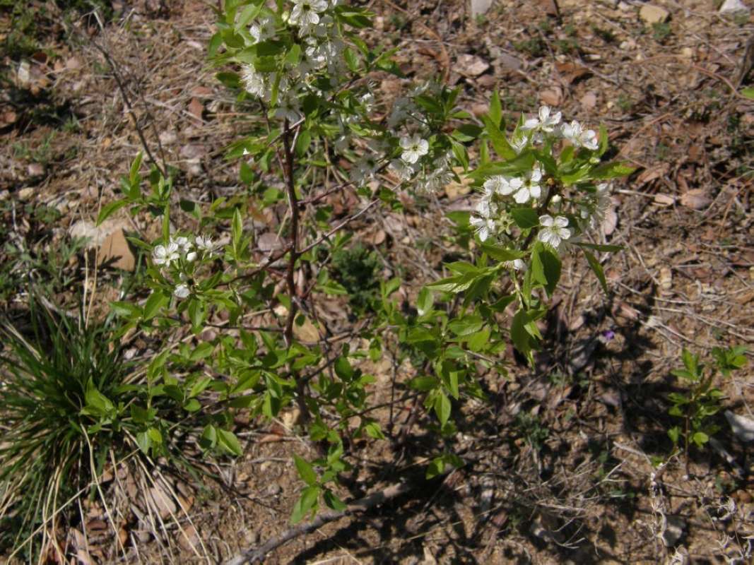 Silhouette<br>(Origin of the Specimen: Hill Country, Texas, USA, 2011)