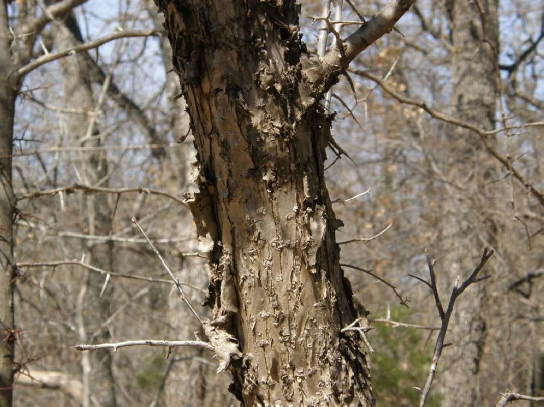 Bark<br>(Location of Picture: Eagle Mntn Park, Tarrant Co, Texas)