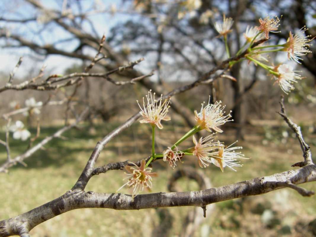 Branch<br>(Location of Picture: Eagle Mountain Park, Texas, 2011)