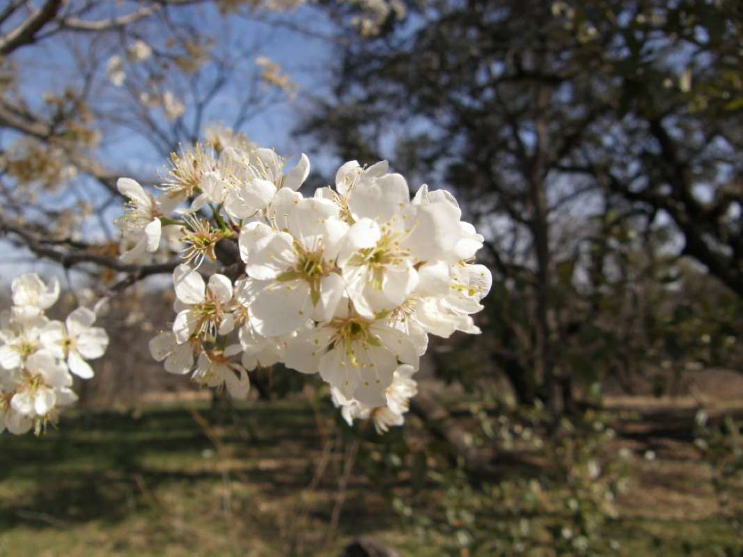 Flowers<br>(Location of Picture: Eagle Mountain Park, Texas, 2011)