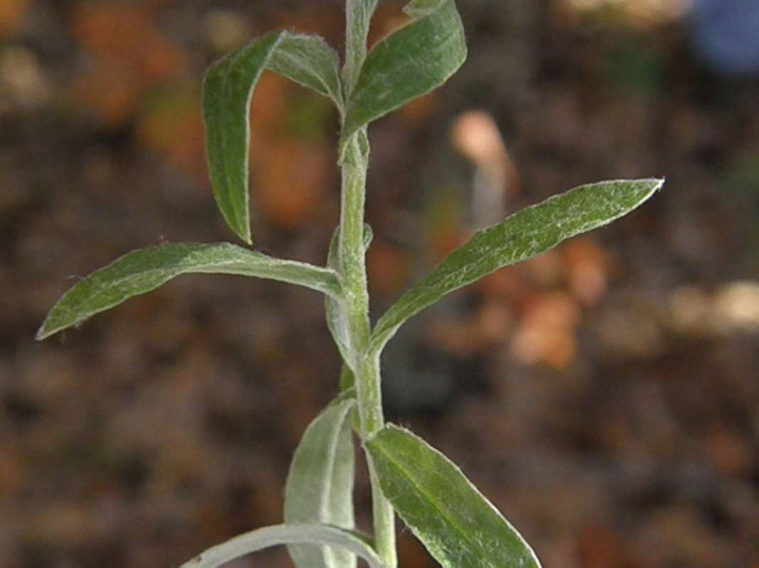 Leaves<br>(Location of Picture: Fossil Hill, Montaque, Texas, 2011)