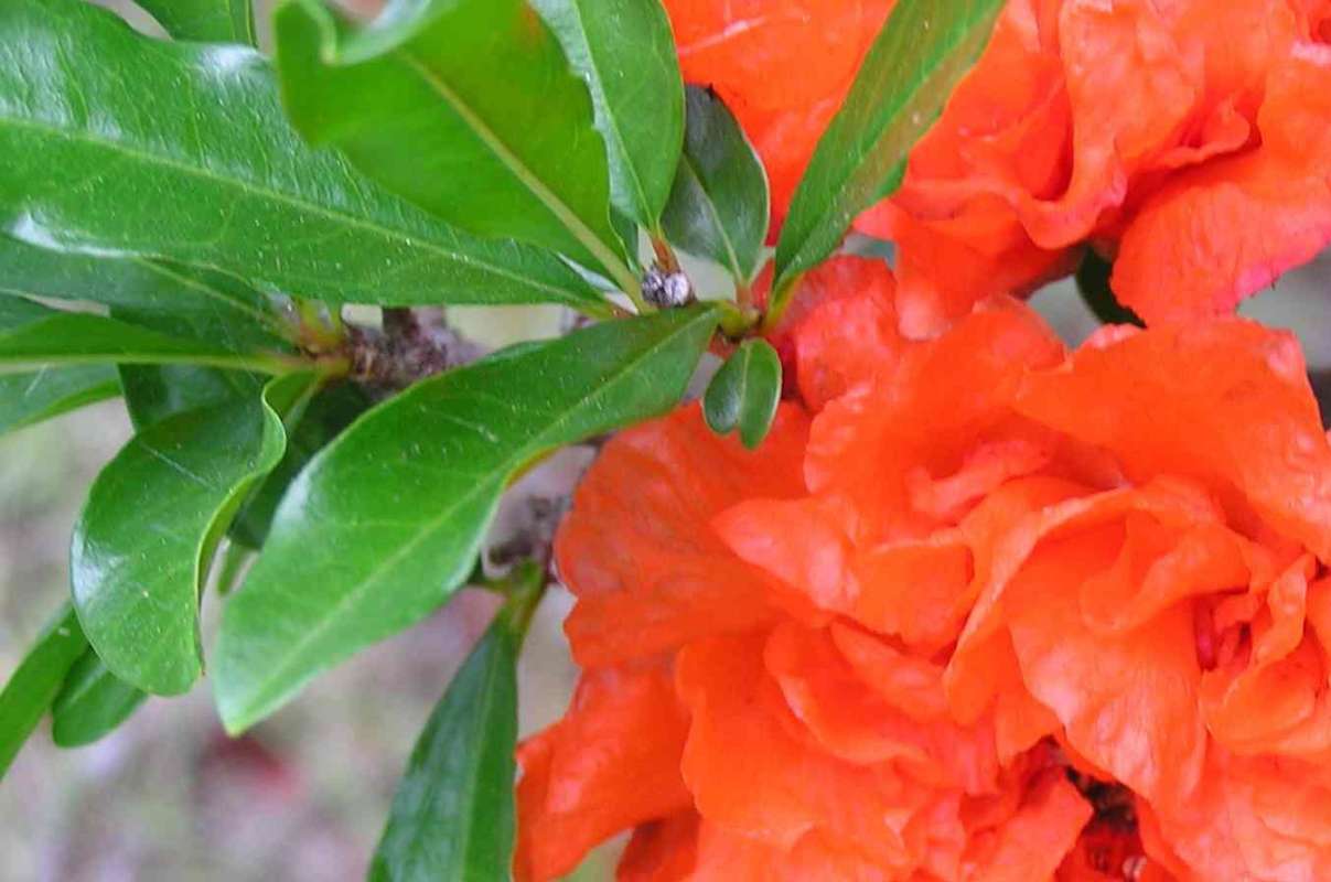 Leaves<br>(Location of Picture: East Texas, 2011)