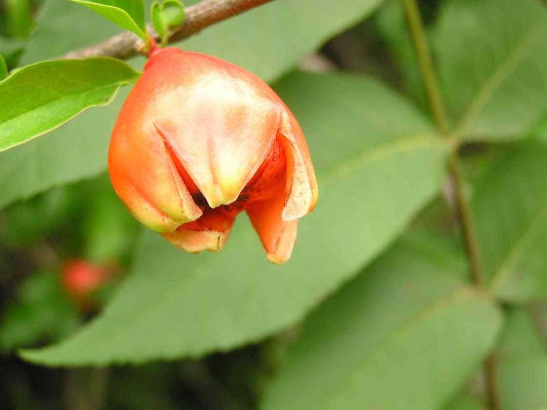 Side View<br>(Location of Picture: East Texas, 2011)