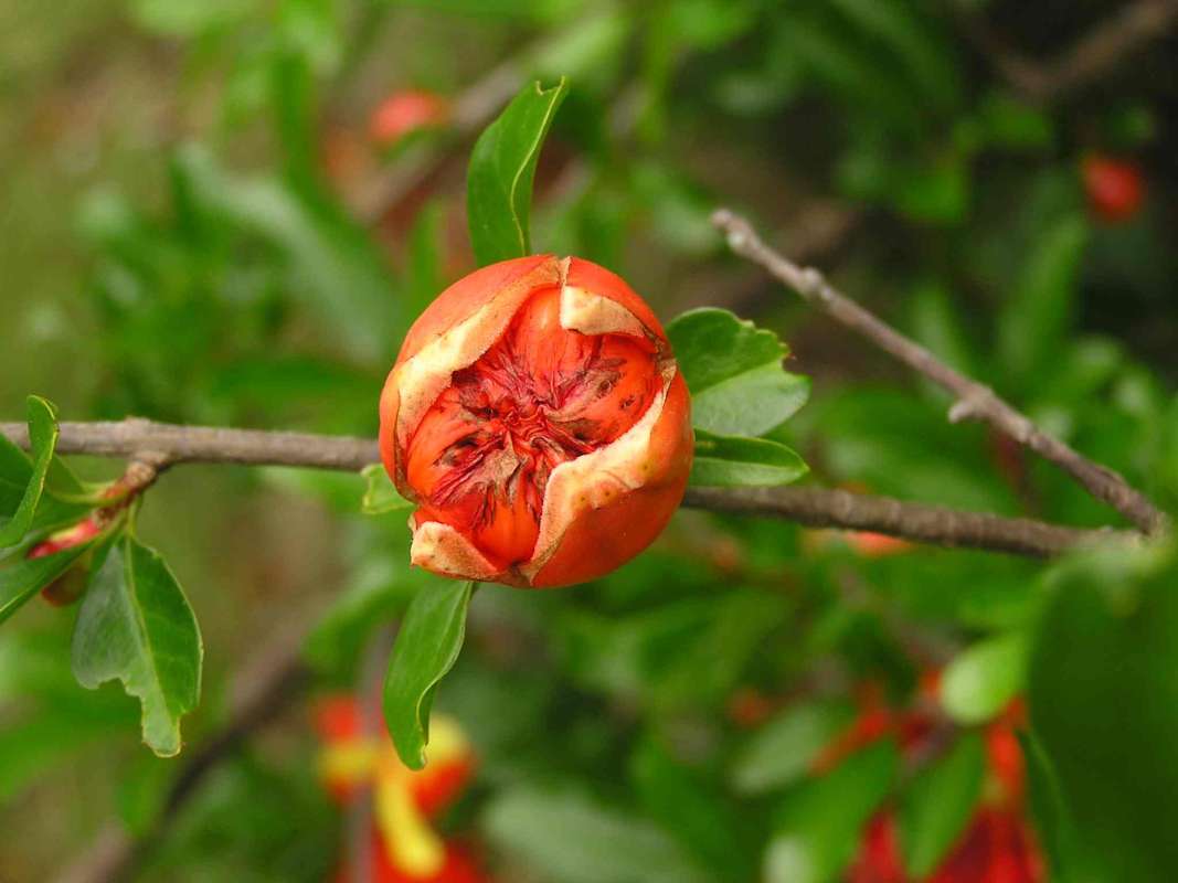 Front View<br>(Location of Picture: East Texas, 2011)