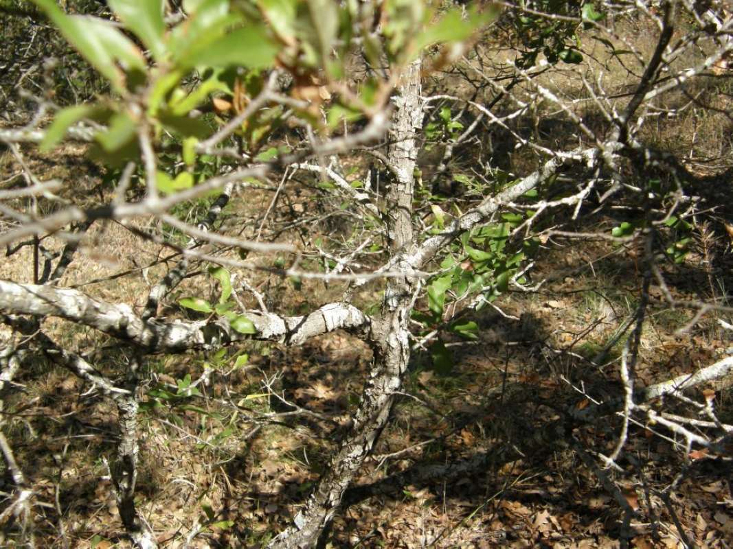 Branch<br>(Location of Picture: Texas)
