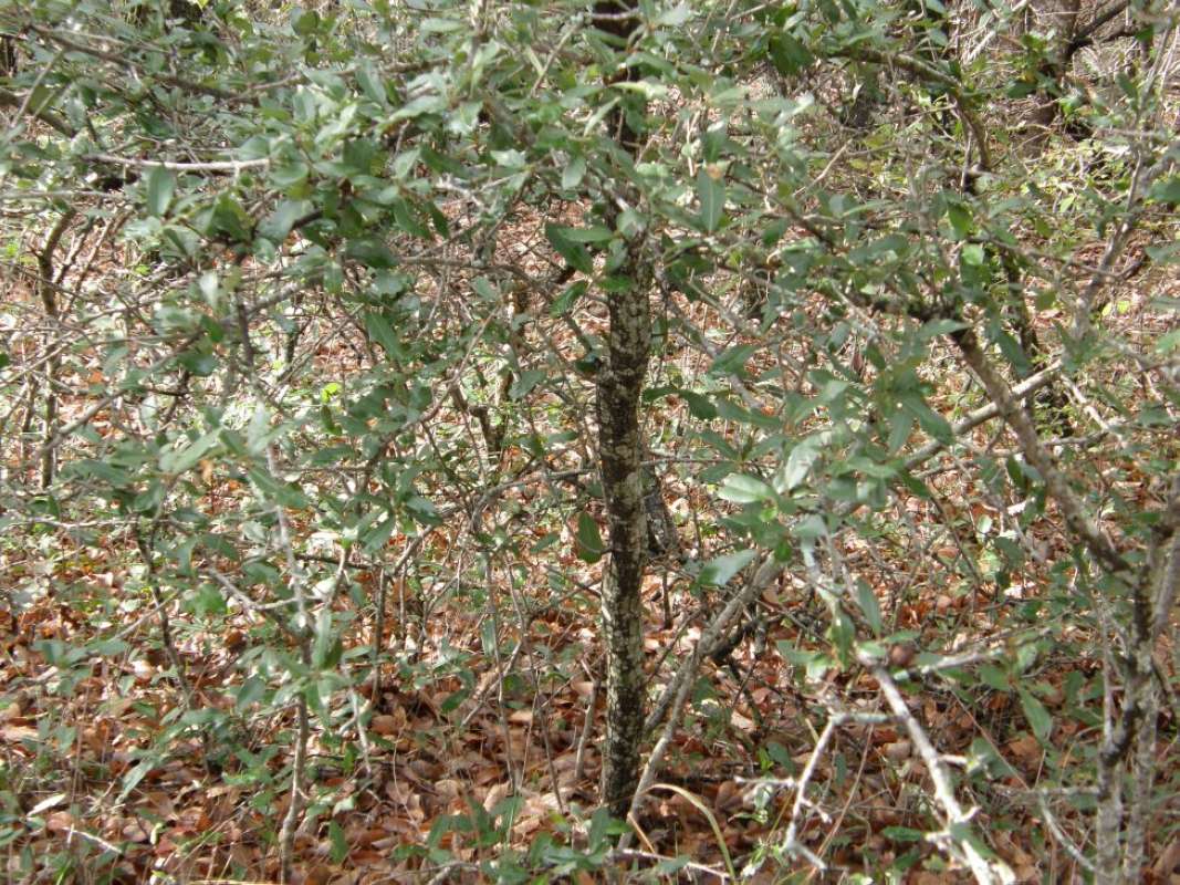 Habitat<br>(Location of Picture: Eagle Mnt, Tarrant Co, Texas 2011)