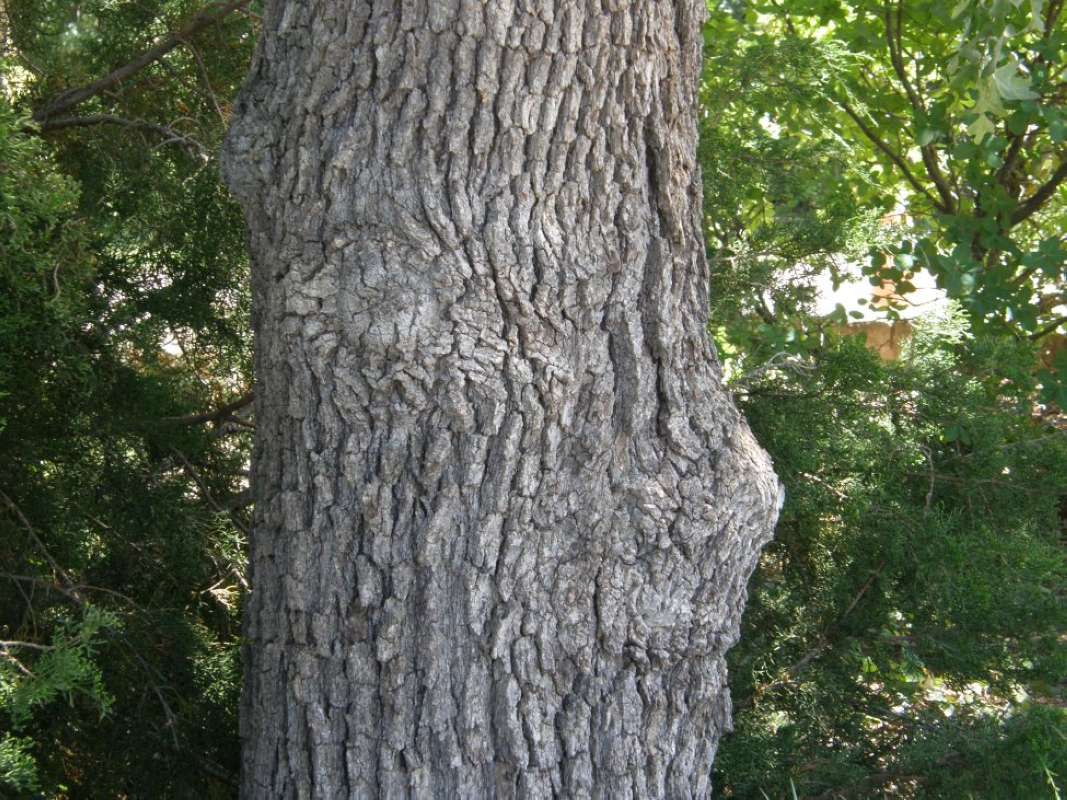 Bark<br>(Location of Picture: Clark's Garden, Parker Co, Texas)