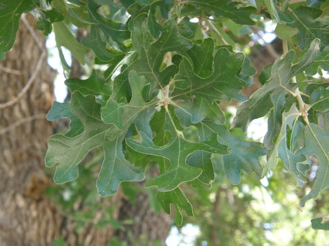 Leaves<br>(Location of Picture: Clark's, Parker Co, Texas, 2011)