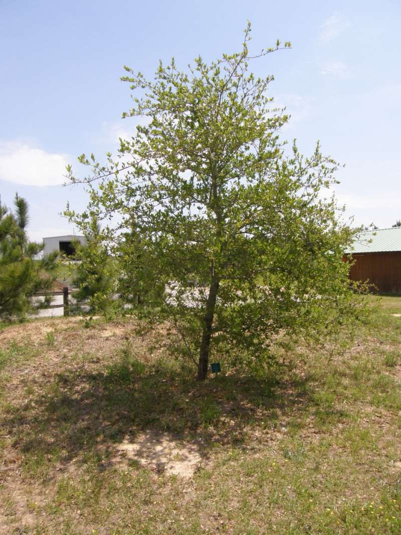 Silhouette (fusiformis X virginiana)<br>(Location of Picture: Athens, Henderson County, 2011)
