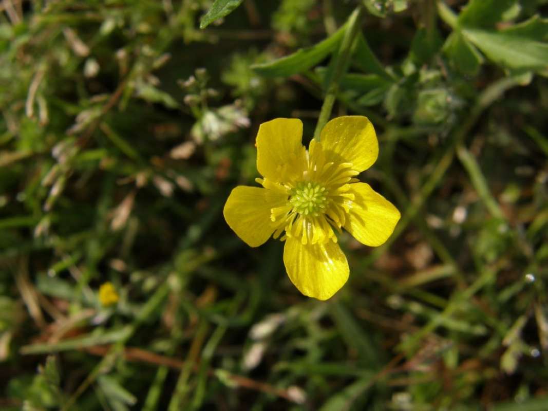 Flower - Front View<br>(Location of Picture: Athens, Henderson Co, Texas, 2011)