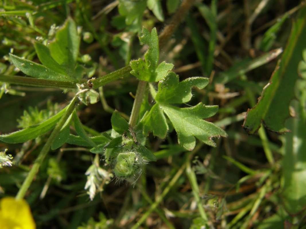 Leaves<br>(Location of Picture: Athens, Henderson Co, Texas, 2011)