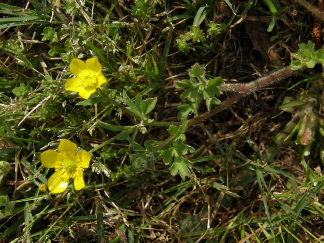 Silhouette<br>(Location of Picture: Athens, Henderson Co, Texas, 2011)