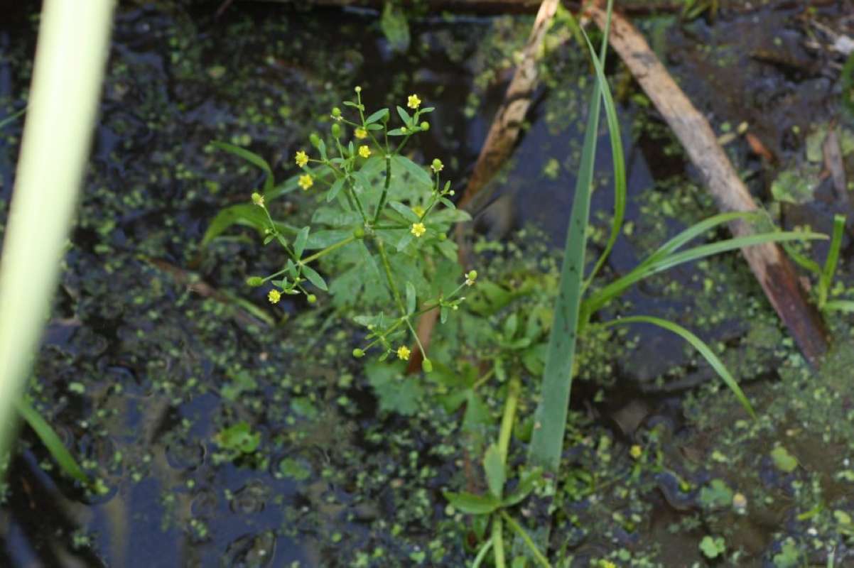 Habitat View<br>(Location of Picture: San Marcos, Hayes Co, Texas, 2011)