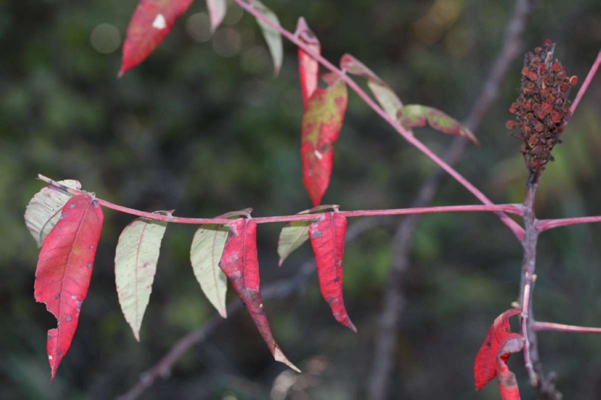 Fall Leaves<br>(Location of Picture: LBJ Grasslands, Wise Co, Texas, '11)